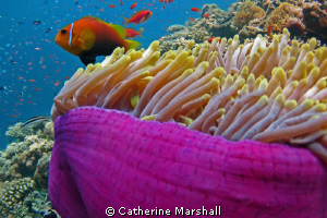 Anemonefish, the Maldives, hiding in a purple-skirted ane... by Catherine Marshall 